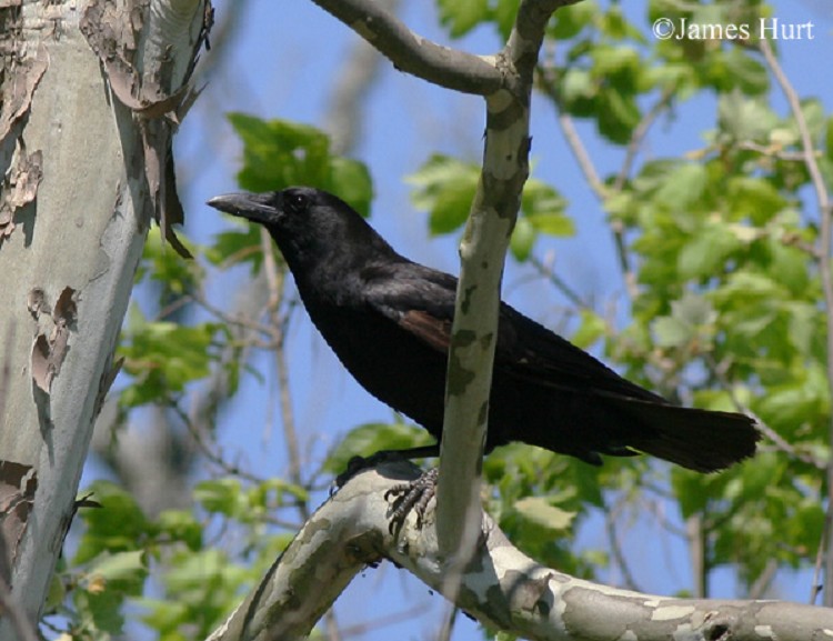 American Crow