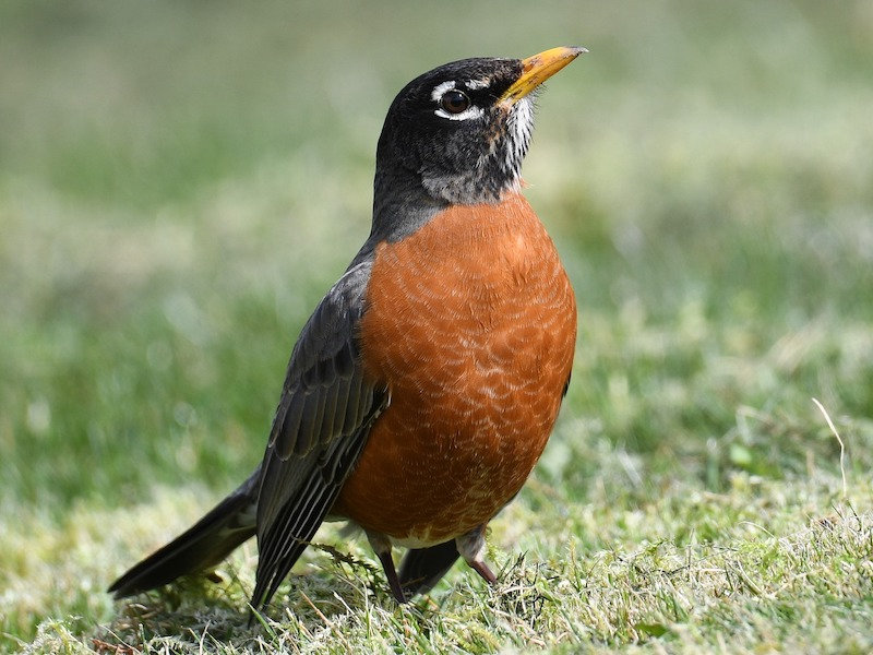 American Robin