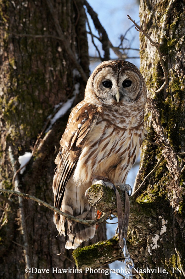 Barred Owl