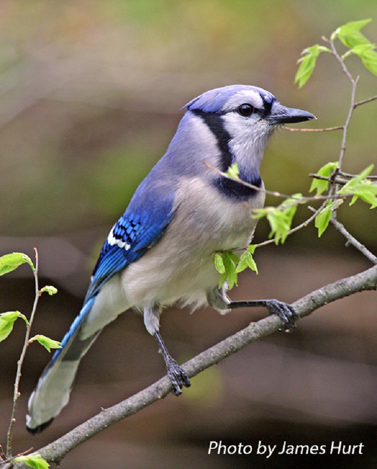 Blue Jay