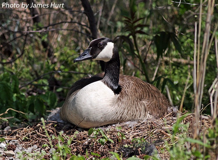 Canada Goose