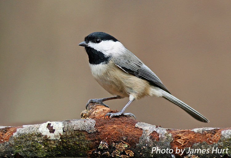Carolina Chickadee