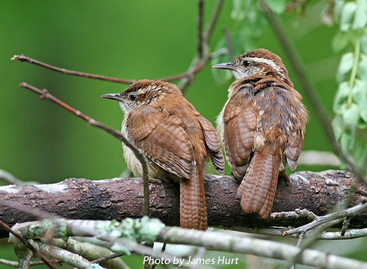 Carolina Wren