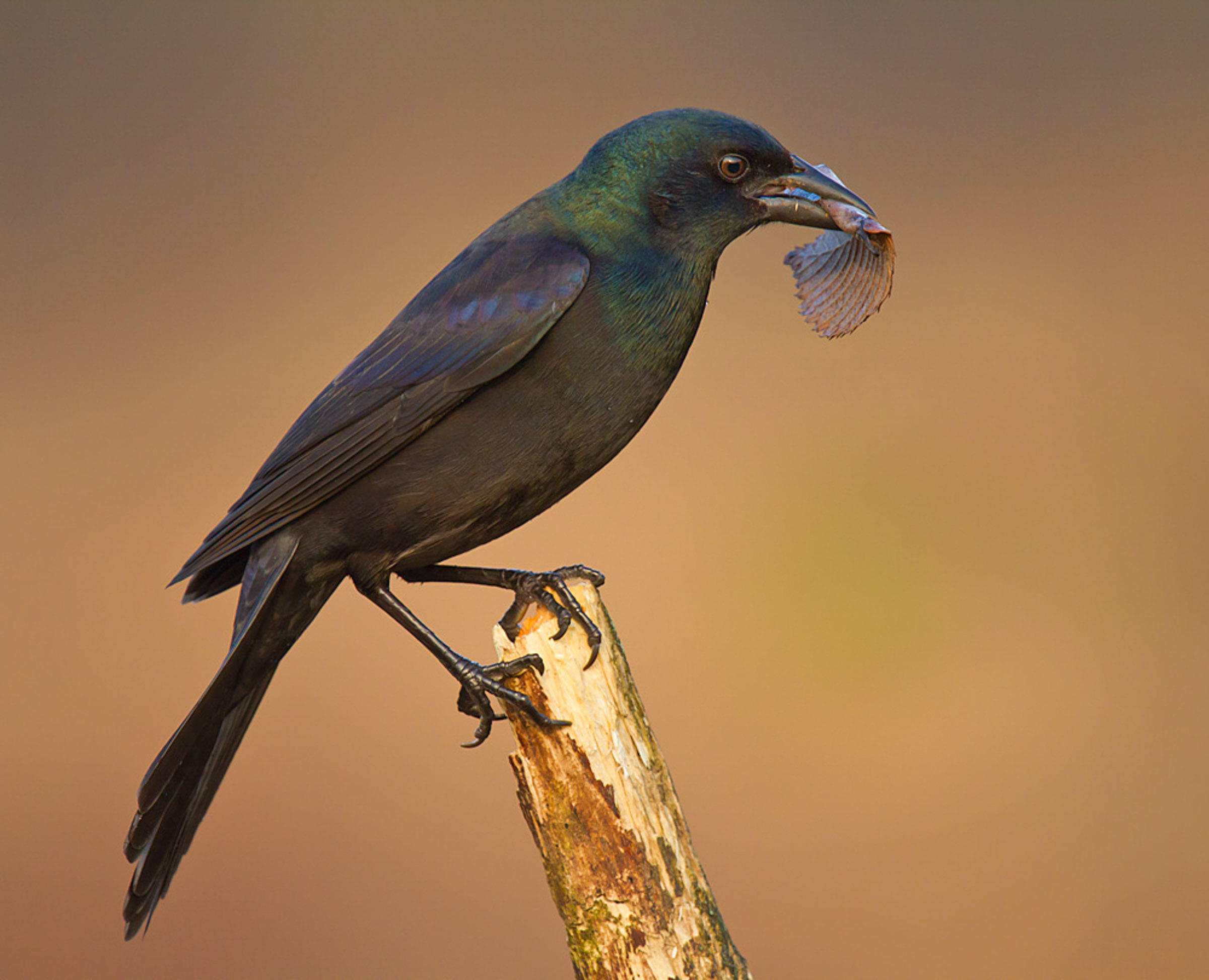 Common Grackle