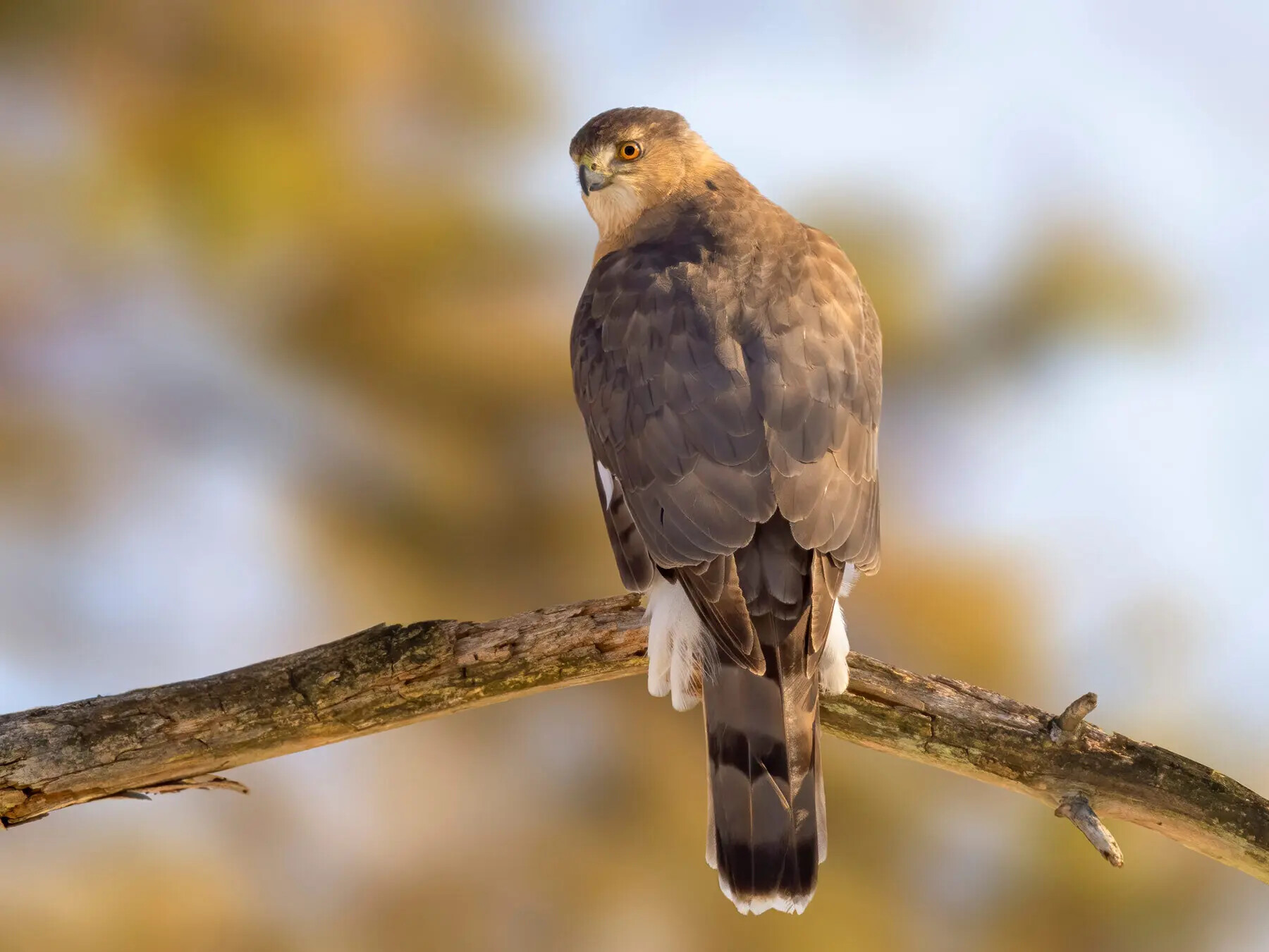 Cooper's Hawk