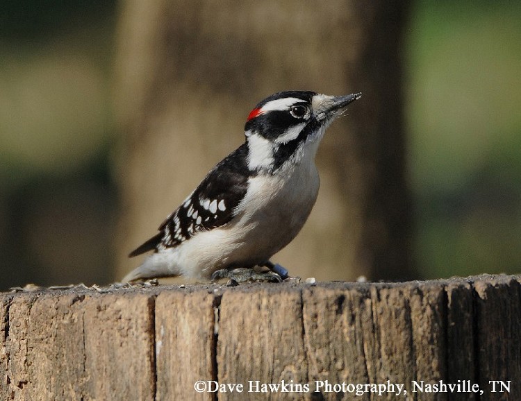 Downy Woodpecker