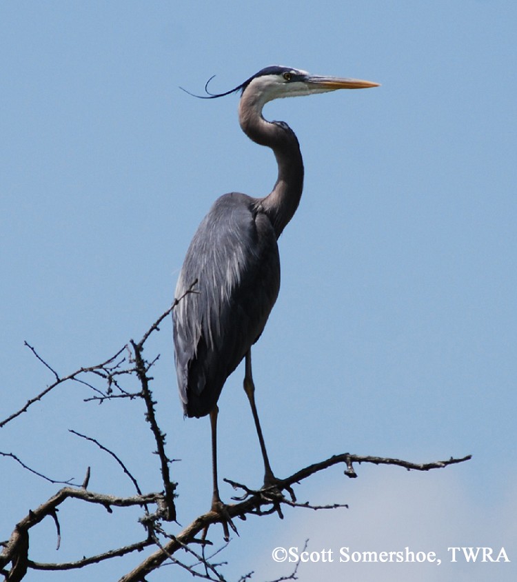Great Blue Heron