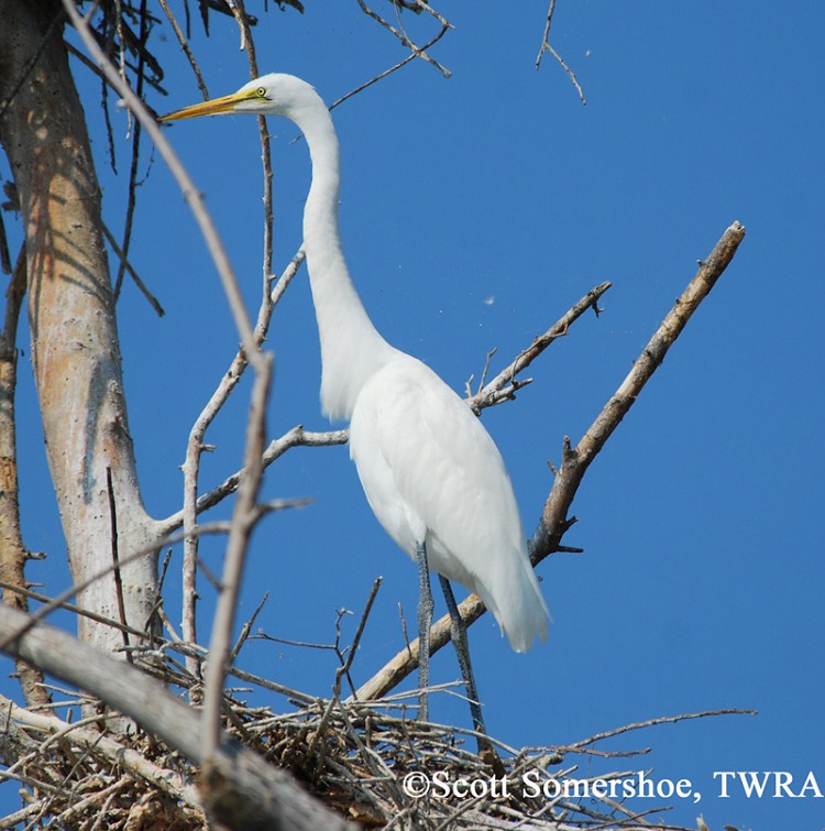 Great Egret