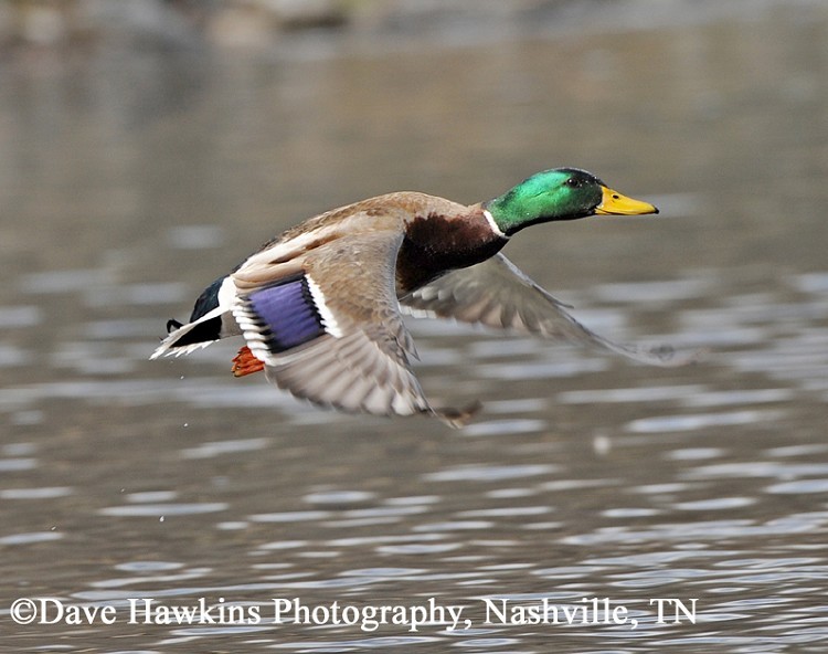 Mallard Duck