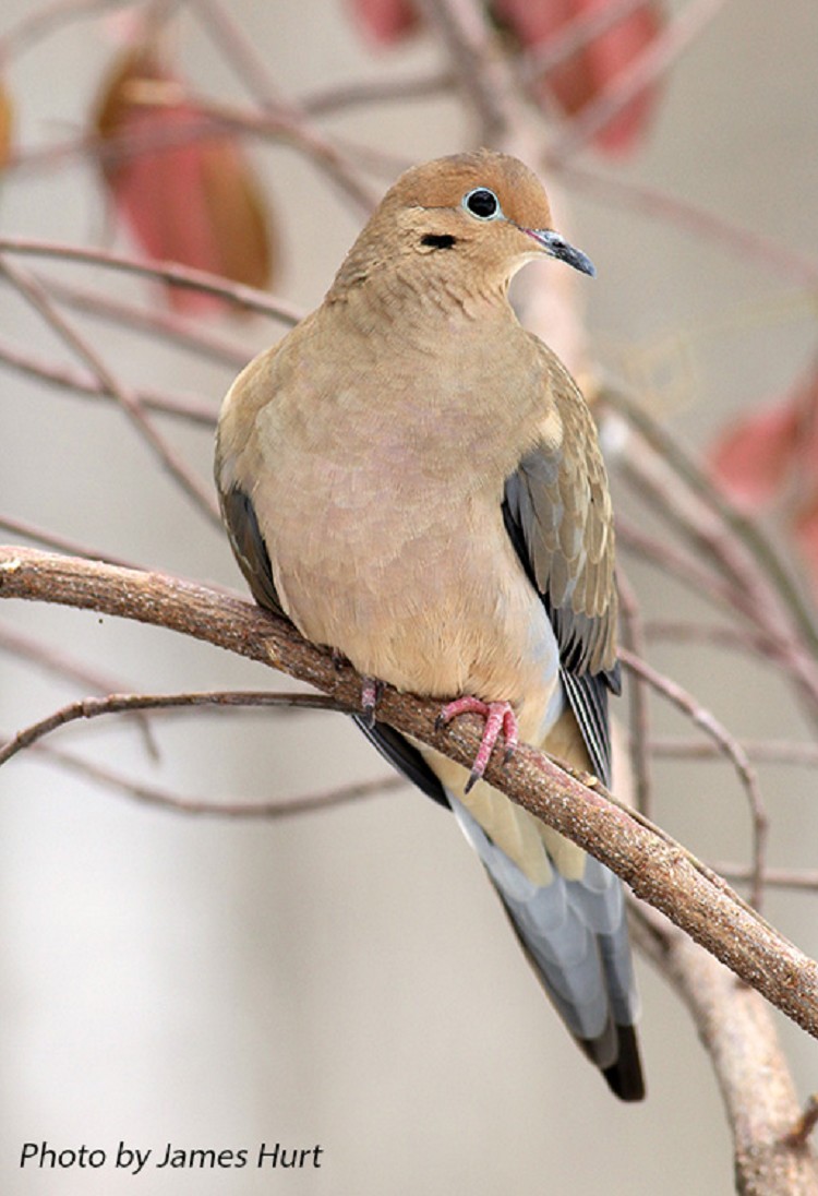 Mourning Dove