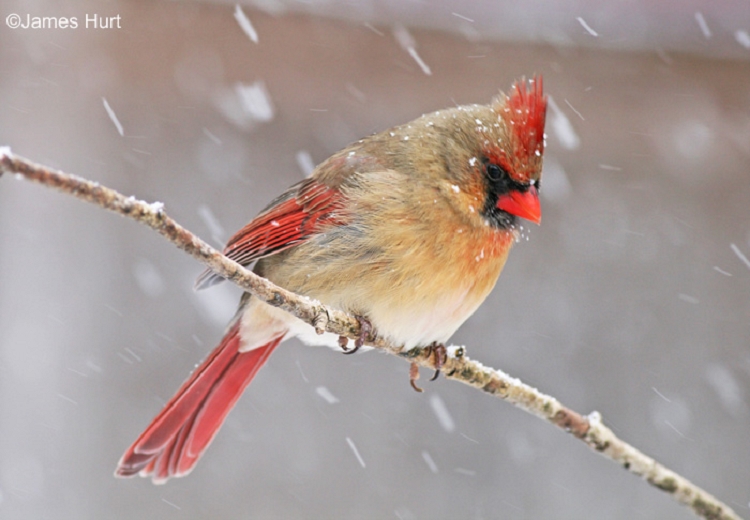 Northern Cardinal