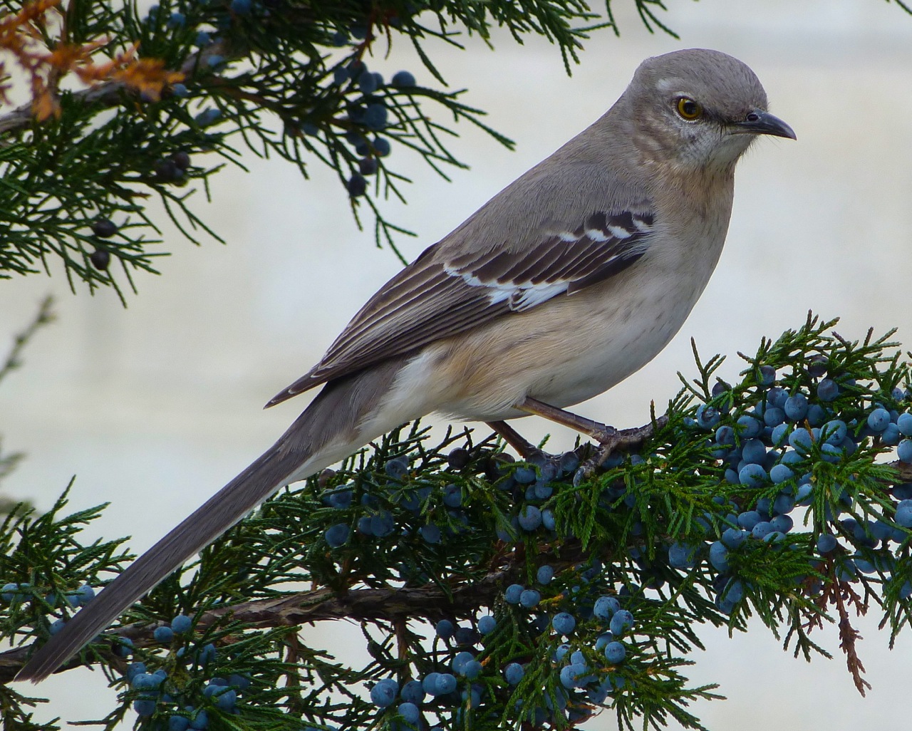 Northern Mockingbird