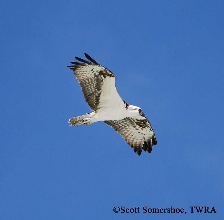 Osprey
