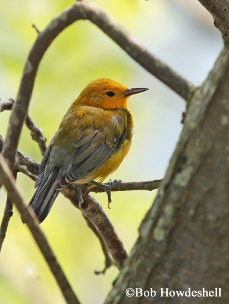 Prothonotary Warbler