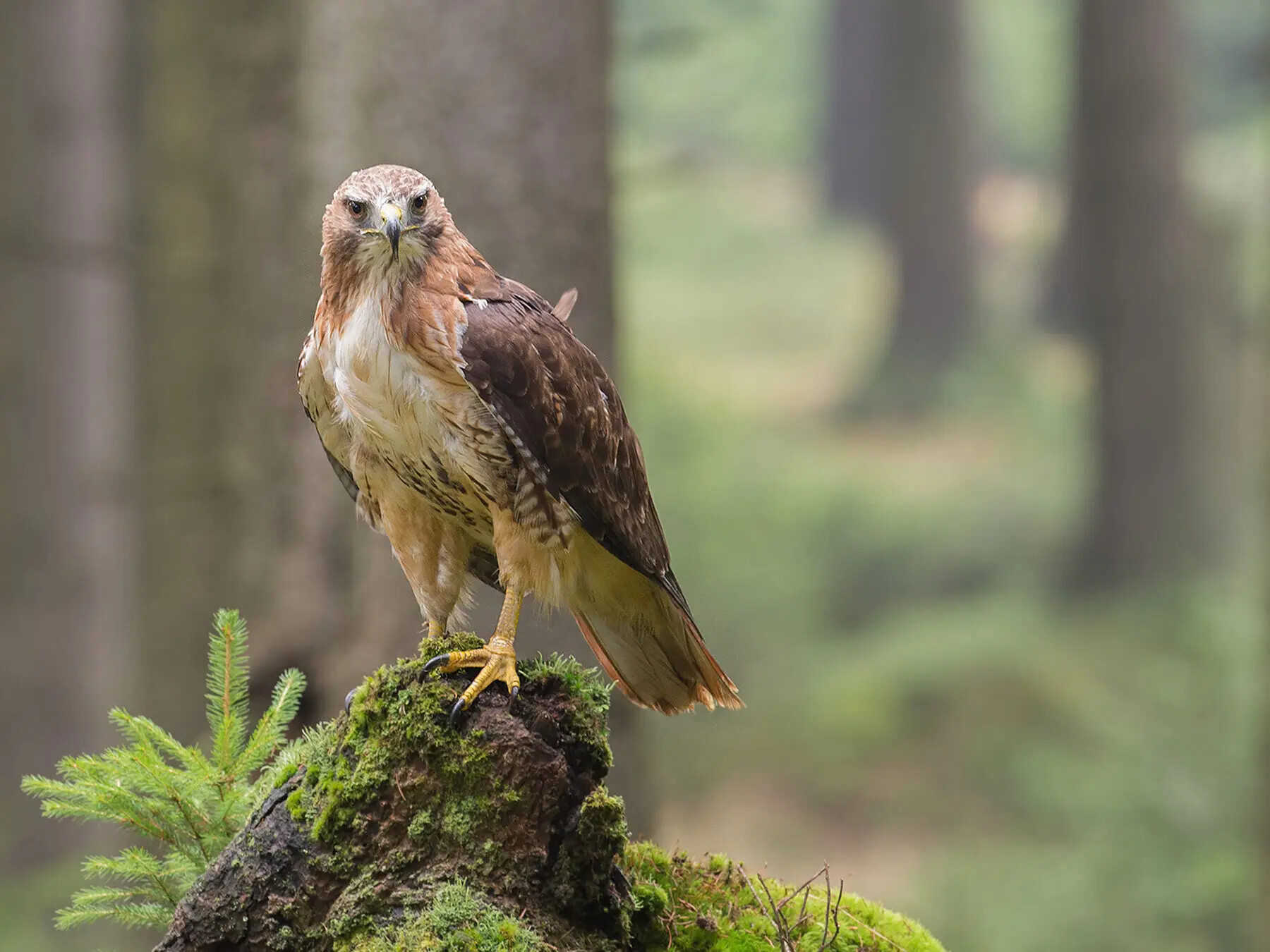 Red-tailed Hawk