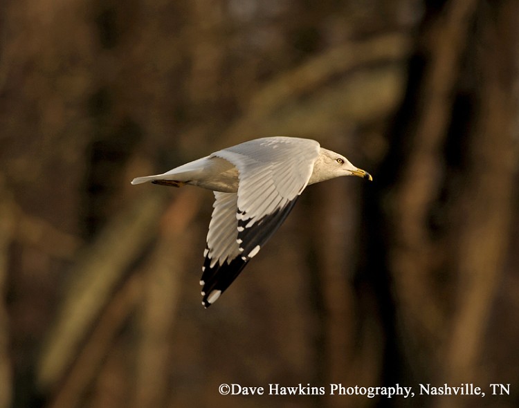 Ring-billed Gull