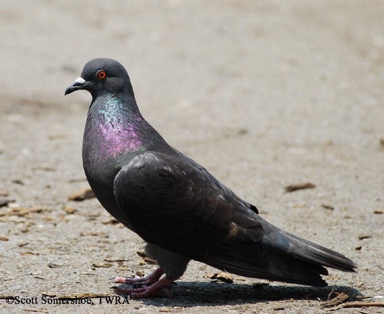 Rock Pigeon
