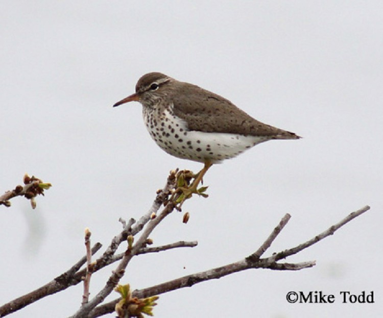 Spotted Sandpiper