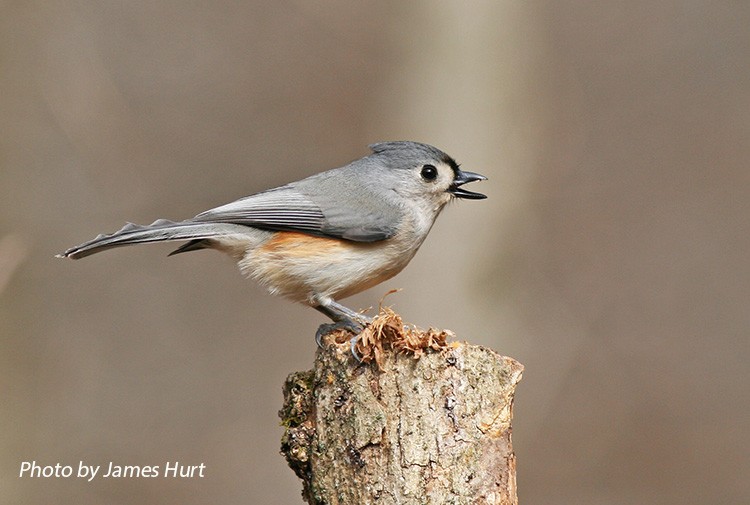 Tufted Titmouse