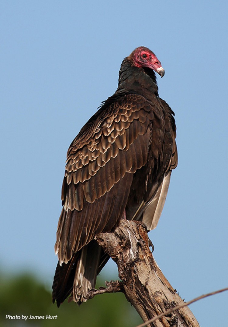 Turkey Vulture