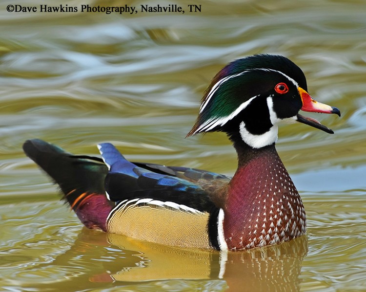 Wood Duck
